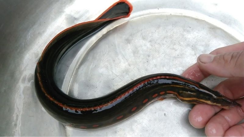 CÁ CHẠCH