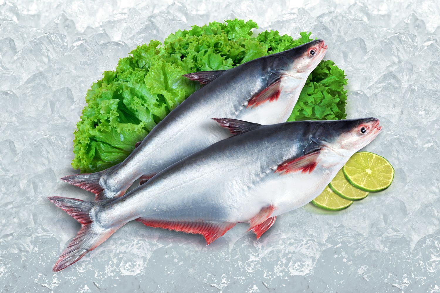 DINH DƯỠNG TRONG CÁ BASA