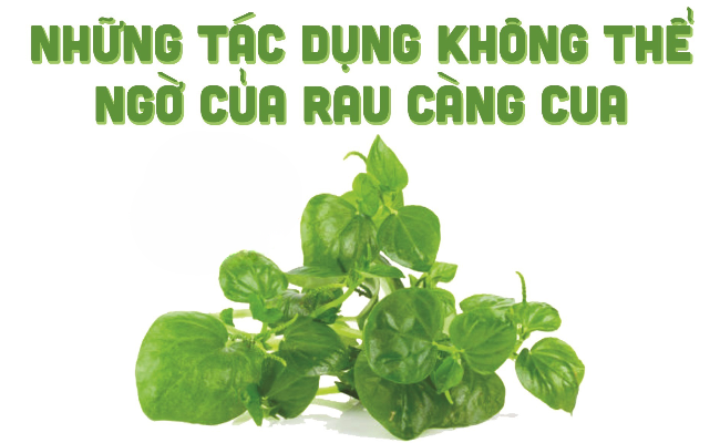 NHỮNG TÁC DỤNG CỦA RAU CÀNG CUA