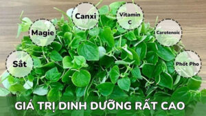 rau-cang-cua-chua-rat-nhieu-dinh-duong