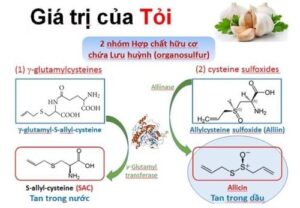 Tỏi giúp ngăn ngừa đột quỵ