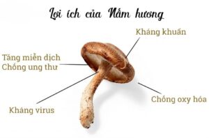 ăn nấm hương có tác dụng gì