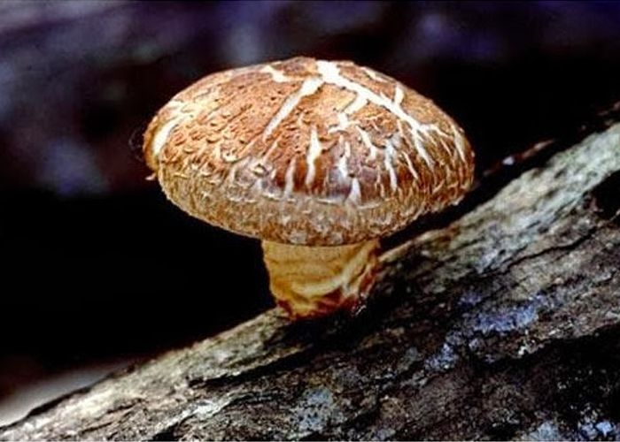 ăn nấm hương có tác dụng gì