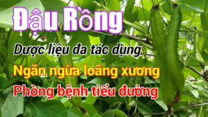 quả đậu rồng có tác dụng