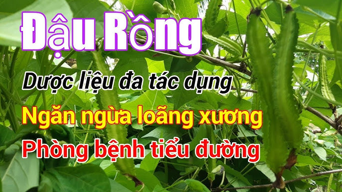 quả đậu rồng có tác dụng