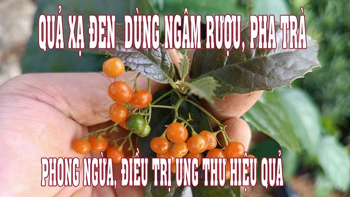 quả xạ đen có tác dụng gì