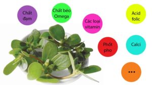 thành phần dinh dưỡng của rau sam - Dr Trang