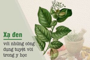cây xạ đen