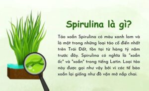 tao-xoan-spirulina-la-gi