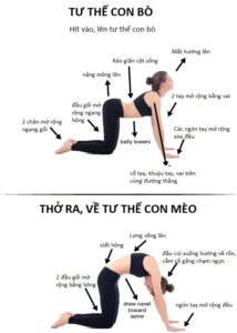 Tư-thế-YOGA-con-mèo